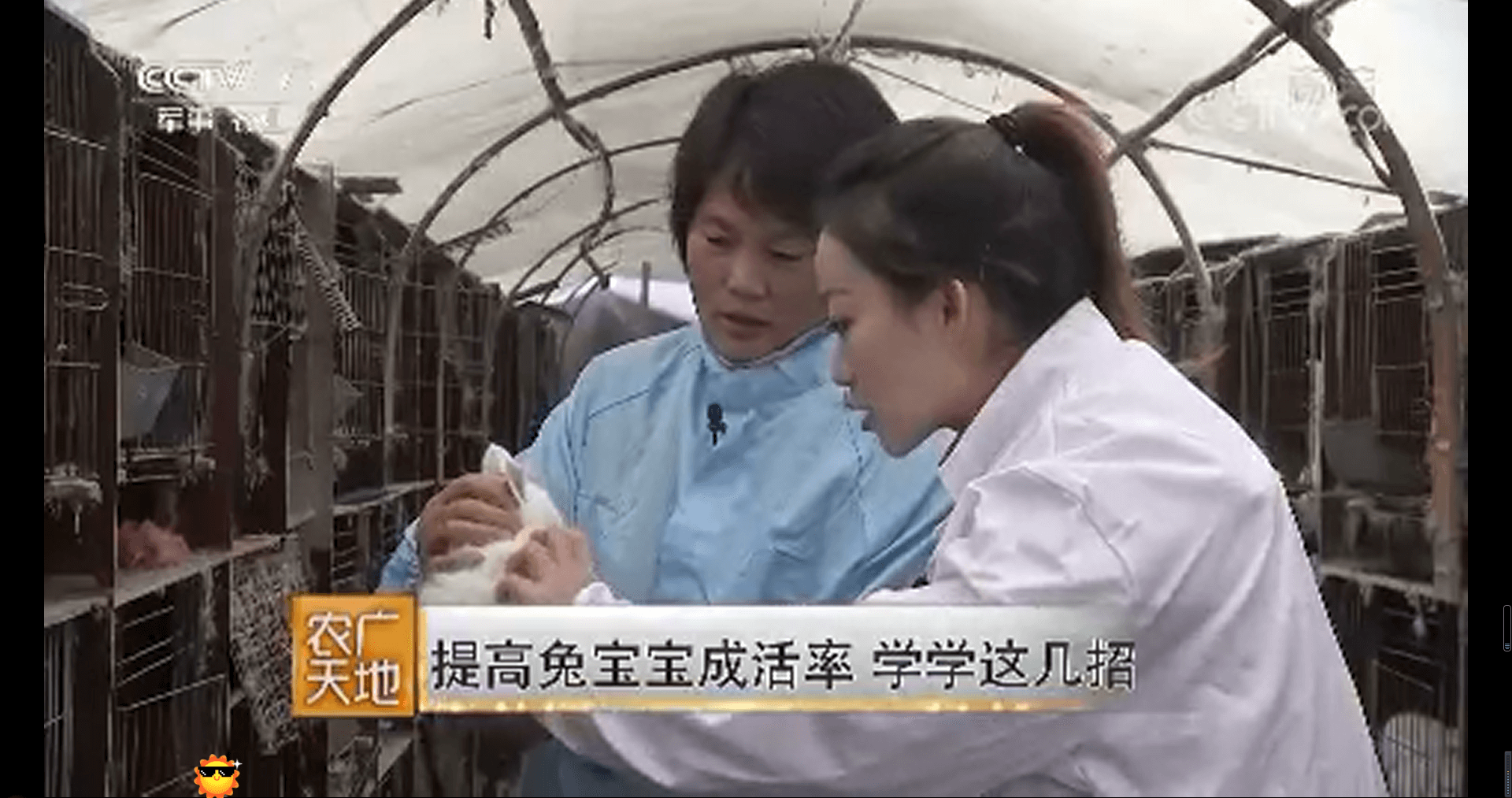 網(wǎng)絡(luò)電視臺-[農(nóng)廣天地]提高兔寶寶成活率 學學這幾招 