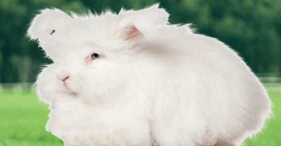 長(zhǎng)毛兔拔毛怎么拔？