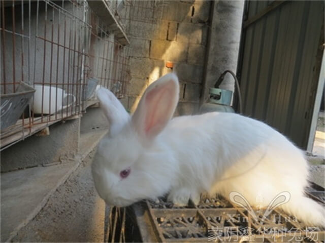 種安哥拉兔公免的飼養管理技術！