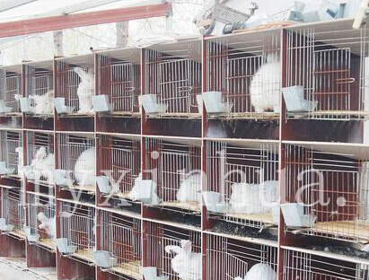  彩色長毛兔養(yǎng)殖技術(shù)特點(diǎn)