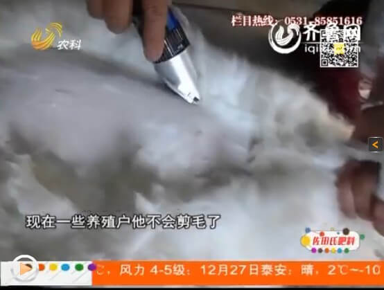 農(nóng)村安哥拉兔的繁殖技術(shù)關(guān)乎很多事項(xiàng)