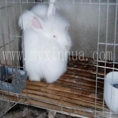 巨型安哥拉兔怎么養科學合適呢？