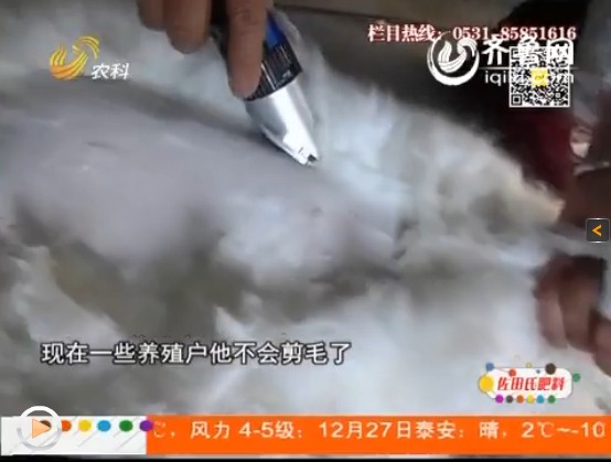 養(yǎng)殖長毛兔期間，防疫事項要做好！