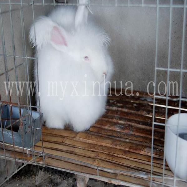 兔子吃了變質(zhì)的兔糧會如何？