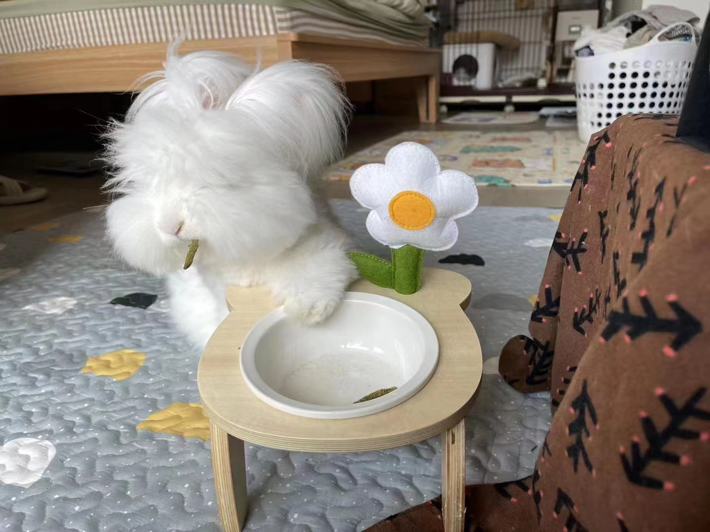 長毛兔養法糾結？散養、籠養還是混合養？一文說清不踩