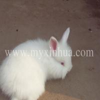 長(zhǎng)毛兔產(chǎn)生化胎的原因和病因