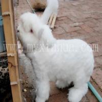 避免長(zhǎng)毛兔飼料過(guò)度鋪張浪費(fèi)的措施