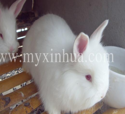 長(zhǎng)毛兔的繁殖和種兔的年齡和營(yíng)養(yǎng)有關(guān)！